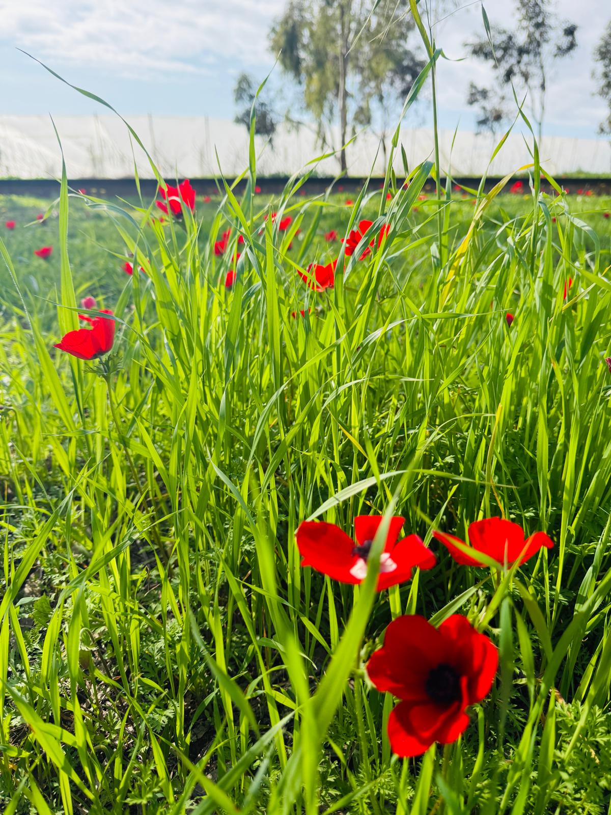 טעמים של תקווה -בשדות העוטף