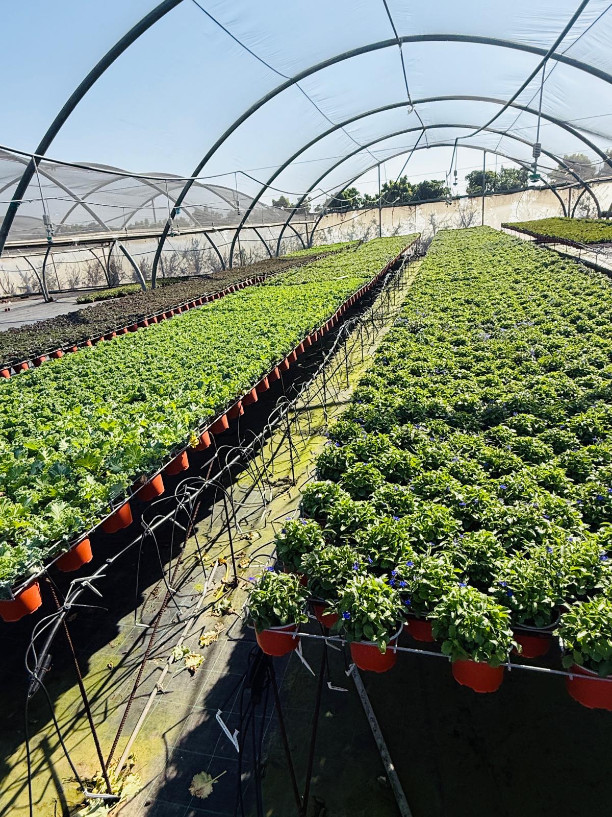 טעמים  של תקווה -בשדות העוטף