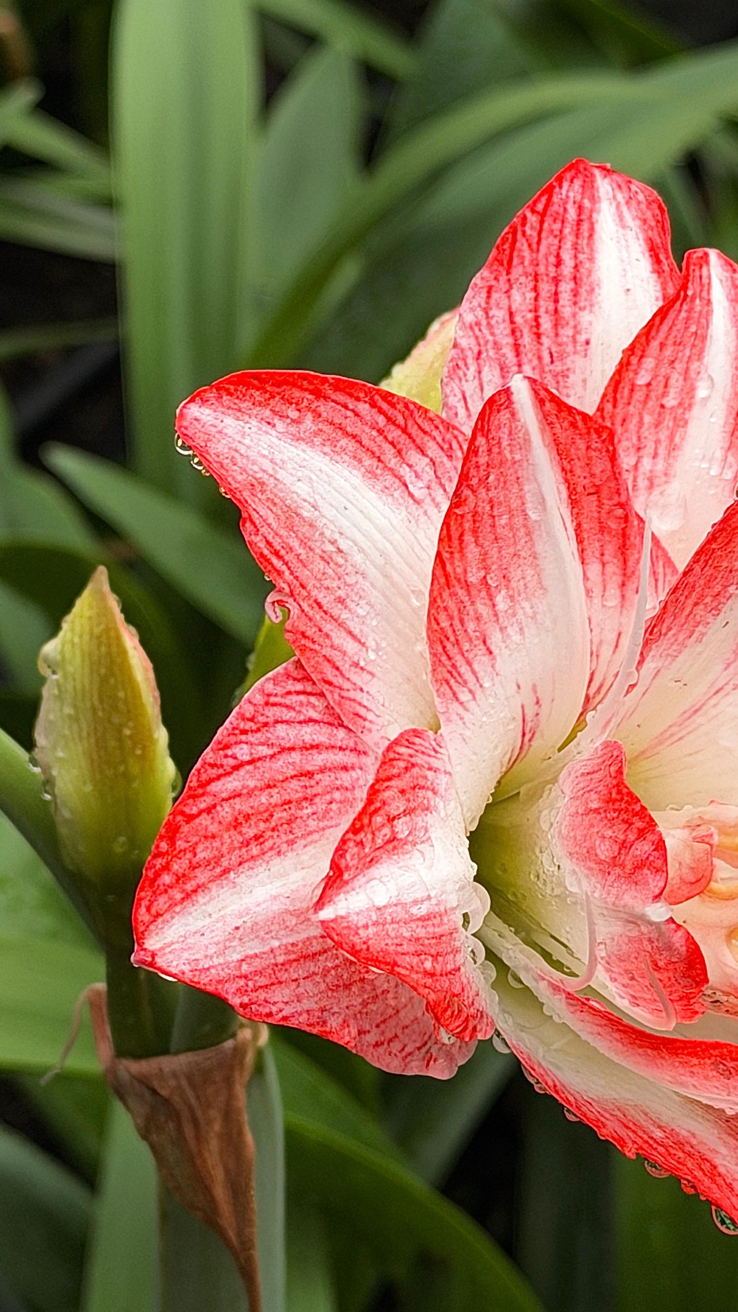 טעמים  של תקווה -בשדות העוטף