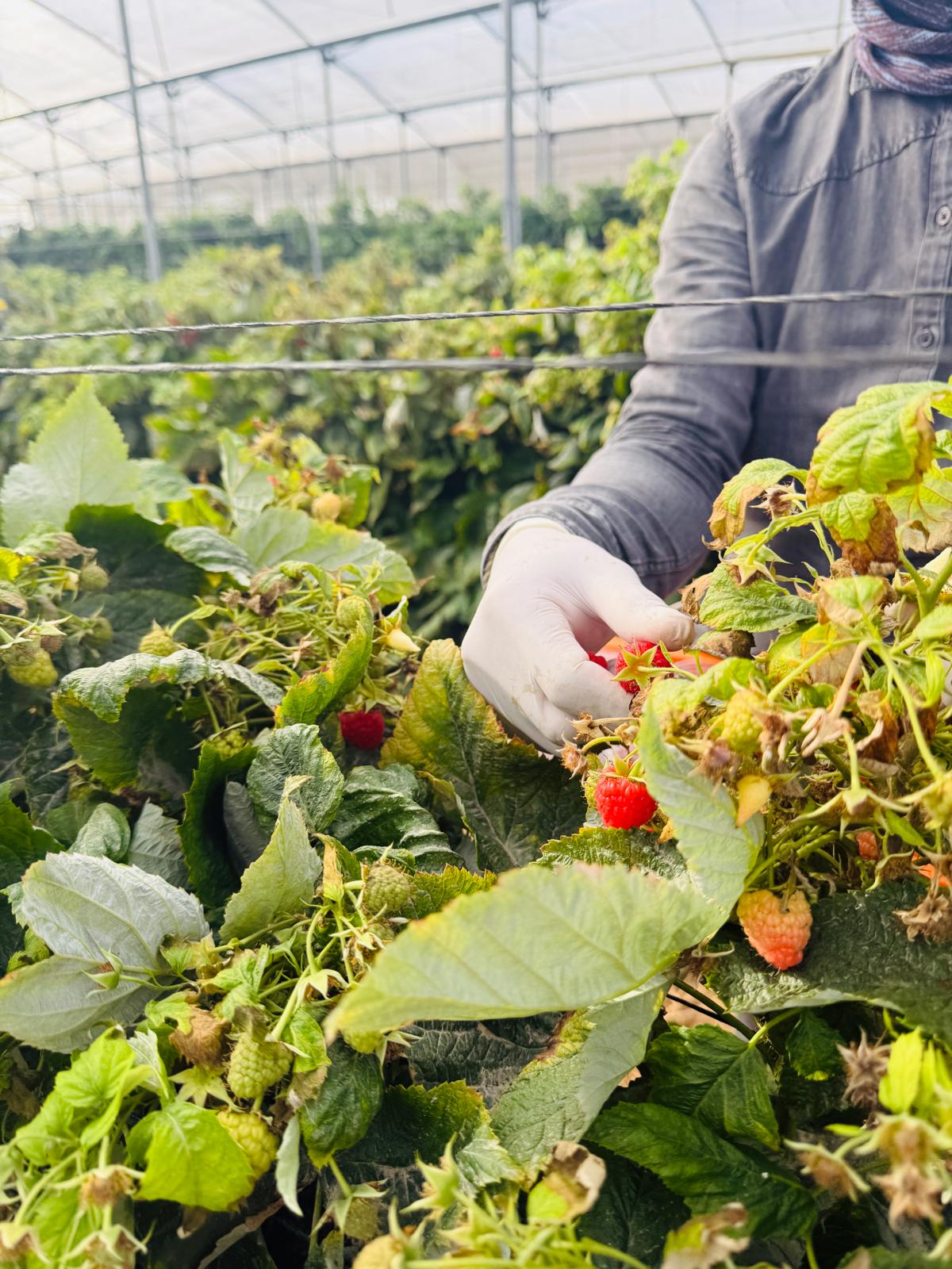 טעמים  של תקווה -בשדות העוטף