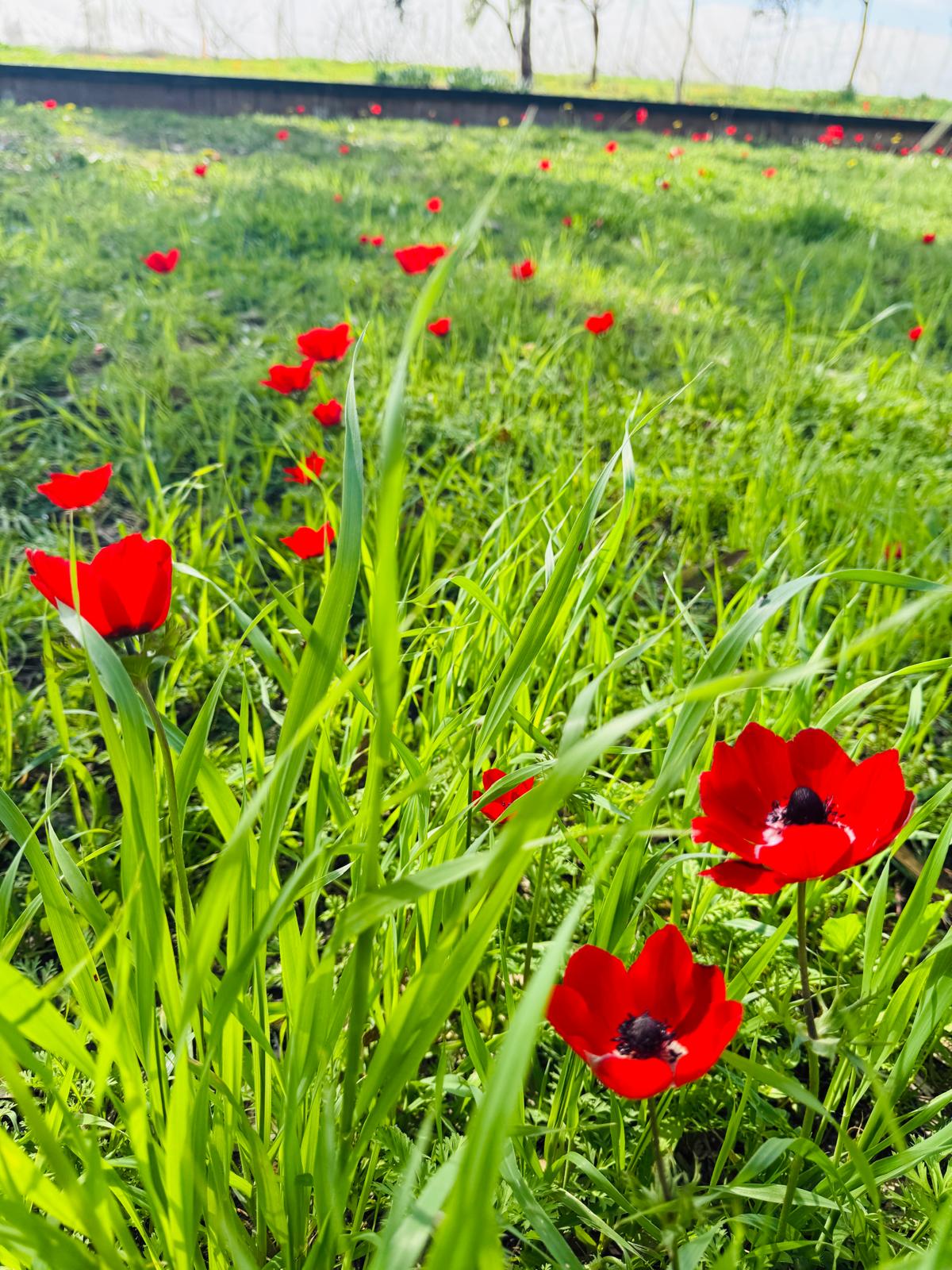 טעמים  של תקווה -בשדות העוטף
