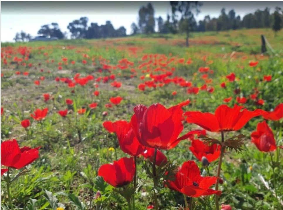 טעמים  של תקווה -בשדות העוטף