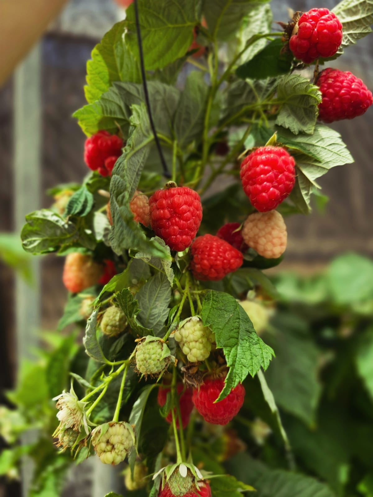 טעמים  של תקווה -בשדות העוטף