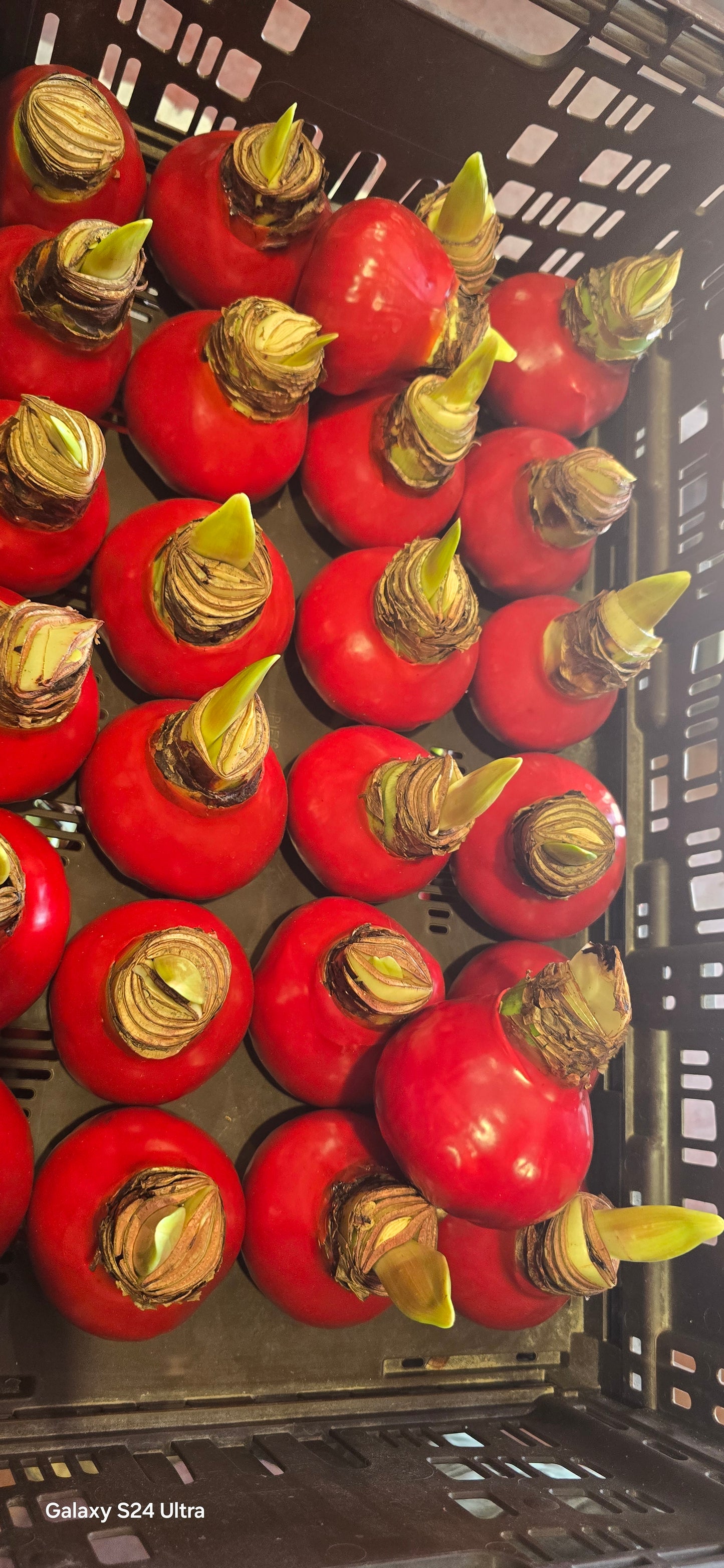 טעמים  של תקווה -בשדות העוטף