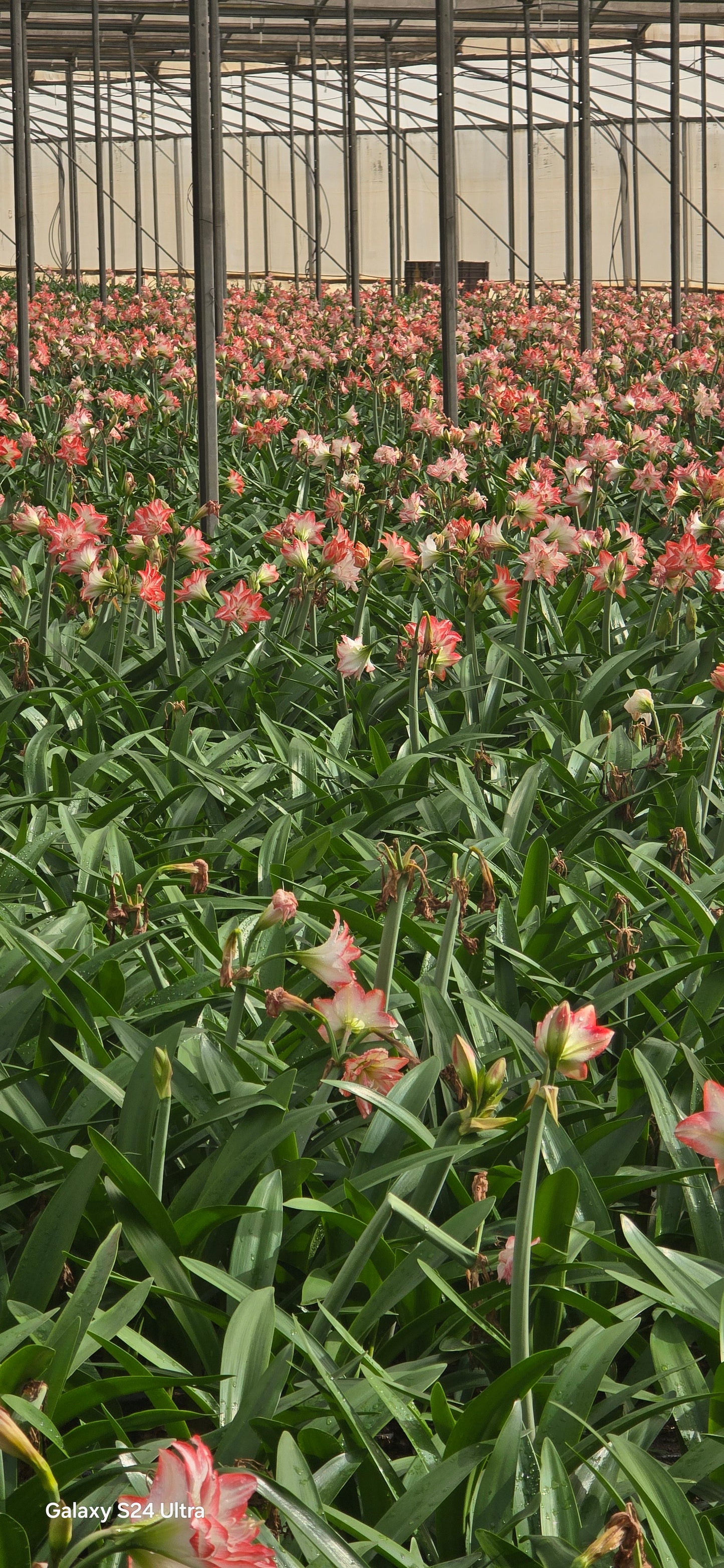 טעמים  של תקווה -בשדות העוטף