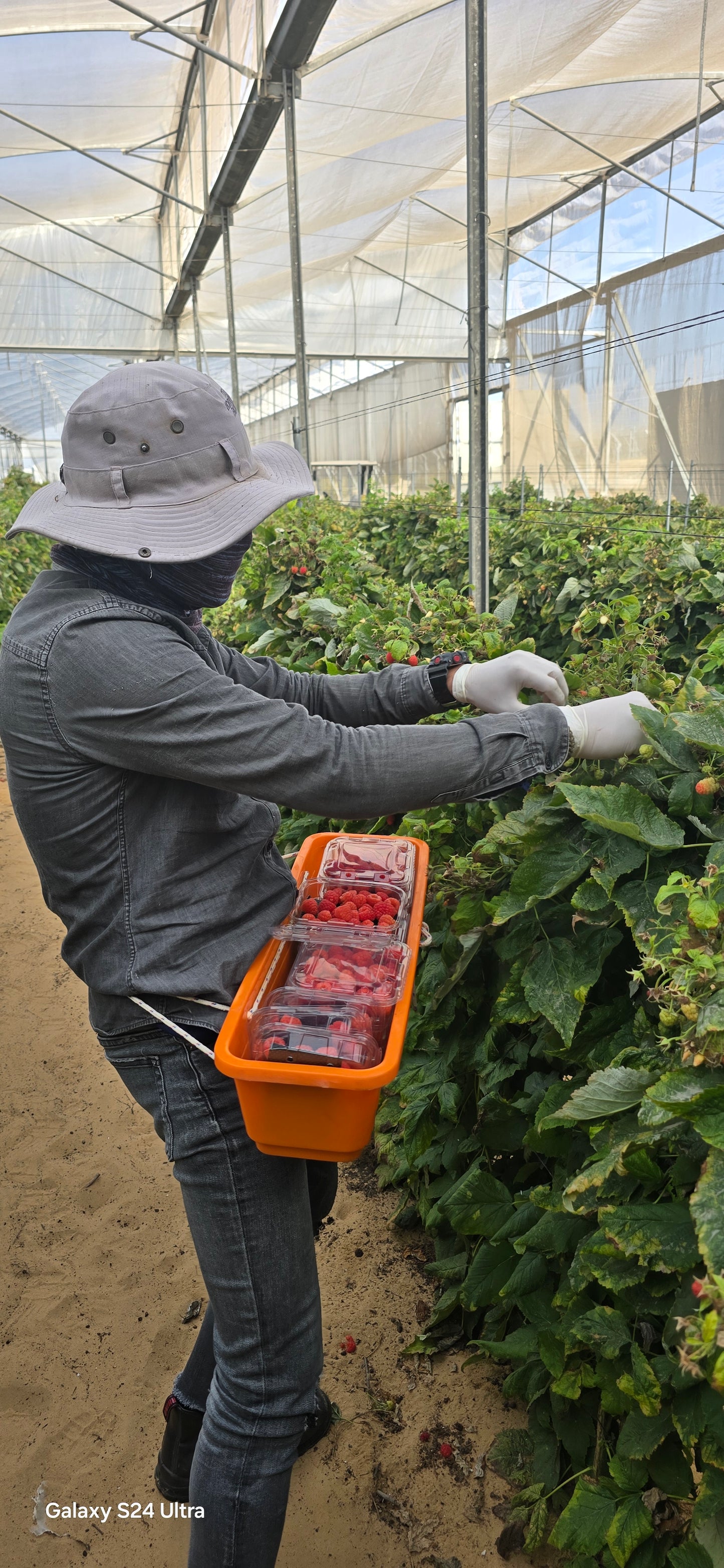 טעמים  של תקווה -בשדות העוטף